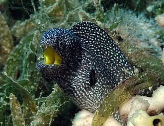 Yellowmouth Moray in the Red Sea