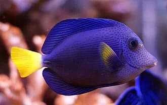 Yellowtail Tang in the Red Sea