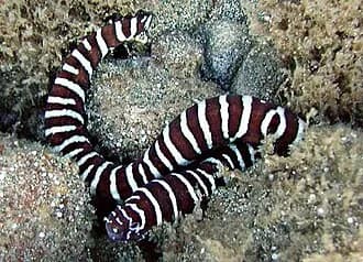 Zebra Moray in the Red Sea